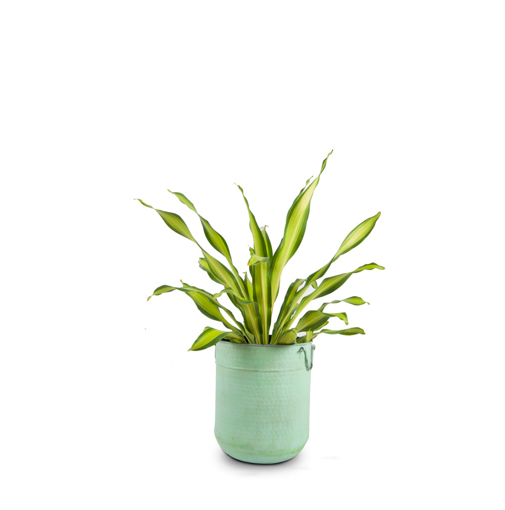 buy-malabar-planter-online-in-india-palasa