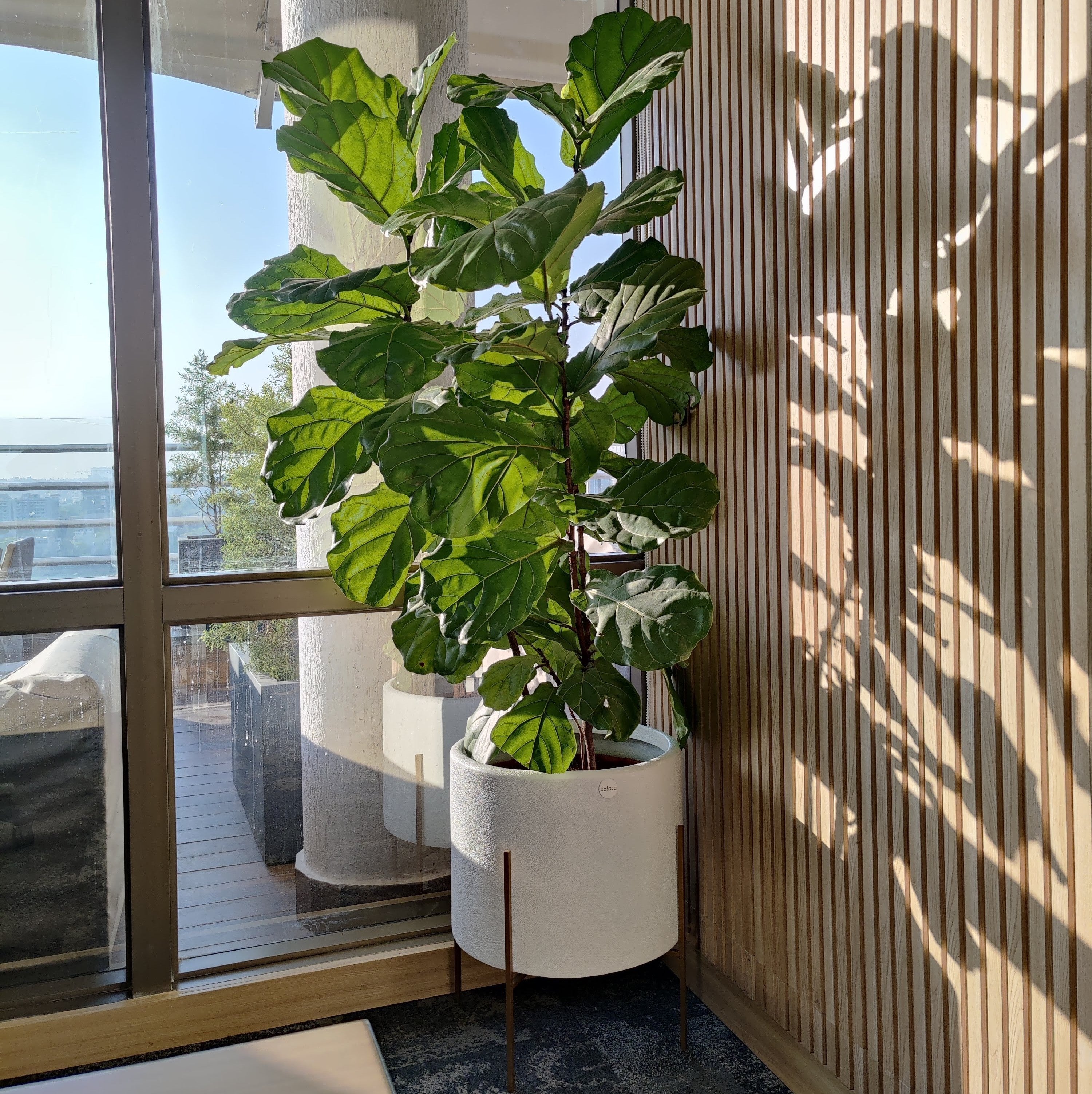 Fiddle Leaf high quality Fig