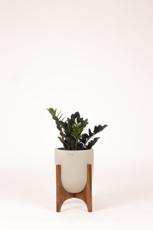 An Ode to the mid century designs with the beige Ammo Planter with Woods stand. This Beige FRP Planter is a perfect planter to place indoors. Shop online for FRP Planter Pots.