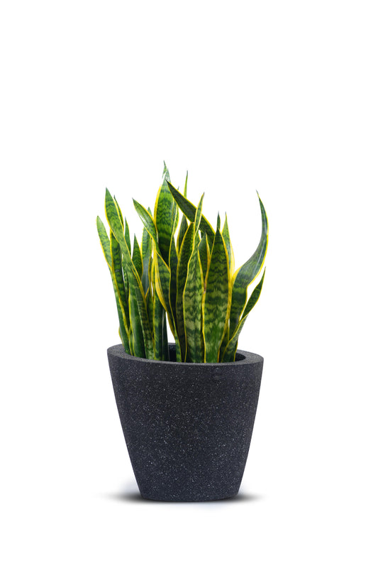 Orion Floor Planter Black Sadarahalli