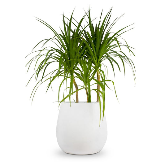 Designed for both indoor and outdoor use, our White Dewdrop planters by Studio Palasa are made from high-quality FRP material that ensure durability and longevity. Whether you want to create a stunning indoor oasis or elevate your outdoor garden, our circular/round dewdrop planter pot provides the perfect setting for your plants to thrive.