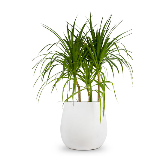 Designed for both indoor and outdoor use, our White Dewdrop planters by Studio Palasa are made from high-quality FRP material that ensure durability and longevity. Whether you want to create a stunning indoor oasis or elevate your outdoor garden, our circular/round dewdrop planter pot provides the perfect setting for your plants to thrive.