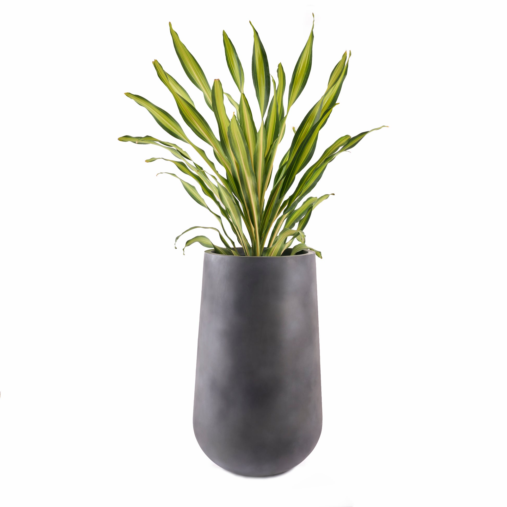 The Rony FRP Grey large planter by Studio Palasa is an ideal fit for living rooms, balcony's and gardens. This large planter has been designed to be tall and sleek with a grey concrete finish, making it the perfect addition to your space. Buy large planter pots online India.