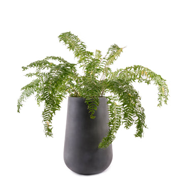 The Rony FRP Grey large planter by Studio Palasa is an ideal fit for living rooms, balcony's and gardens. This large planter has been designed to be tall and sleek with a grey concrete finish, making it the perfect addition to your space. Buy large planter pots online India.