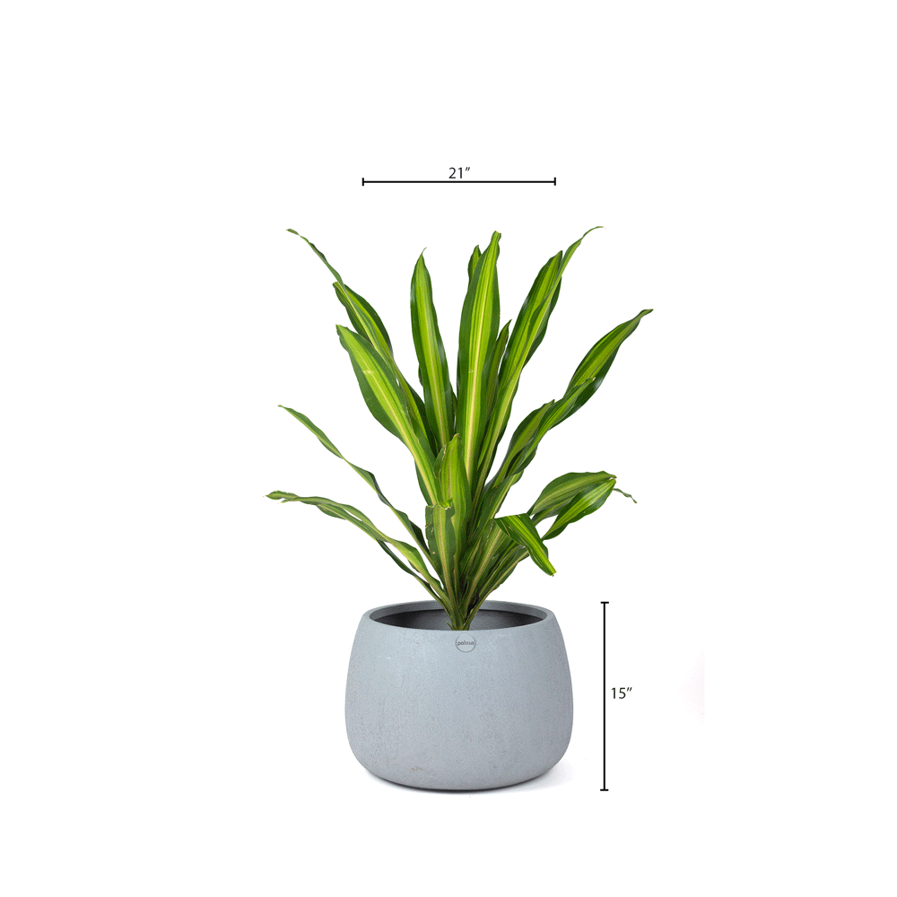 Round frp planters Bangalore. Large planters online india