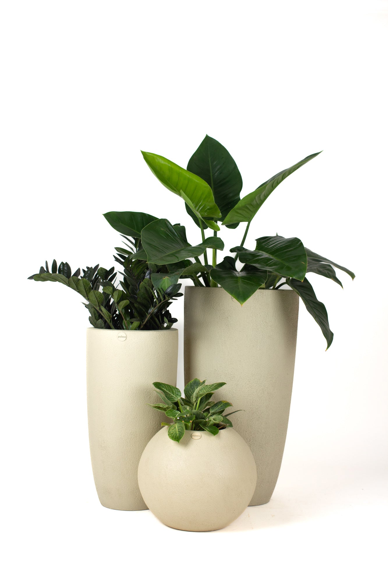 This set of three FRP planters by Palasa is sure to create a lovely corner in your balcony or indoor area. The beige tall planters pots are perfect for your balcony garden or living room. Buy living room planters today at Palasa