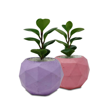 Sphere Geometric Planter - Studio Palasa